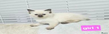 Ragdoll 3