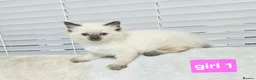 Ragdoll cats for sale: Stunning Ragdoll Kittens Available - Advert 23