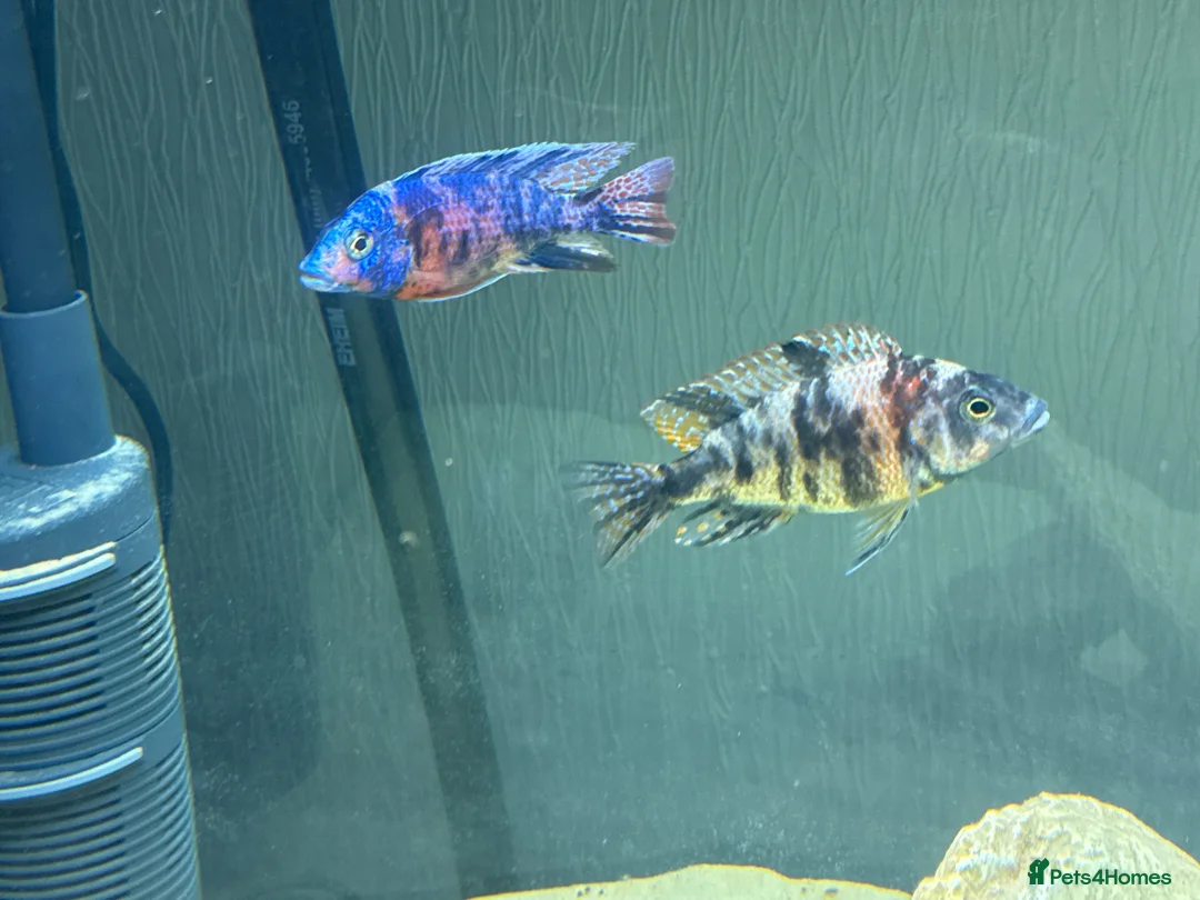 Cichlids fish for sale: Peacock Marble cichlids - Advert 2