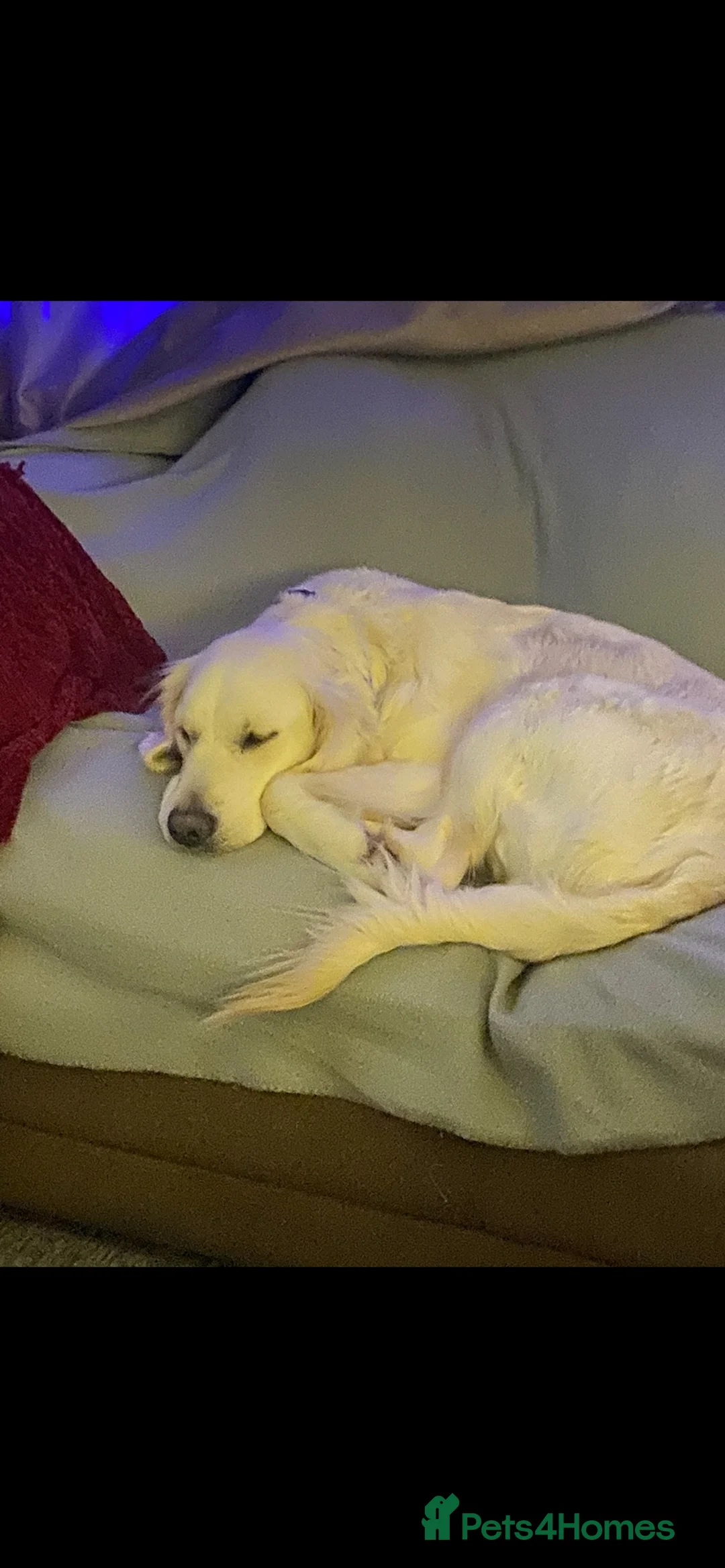 Mixed Breed dogs for sale: 10 splendid Coltriver Puppies ready to bring joy - Advert 2