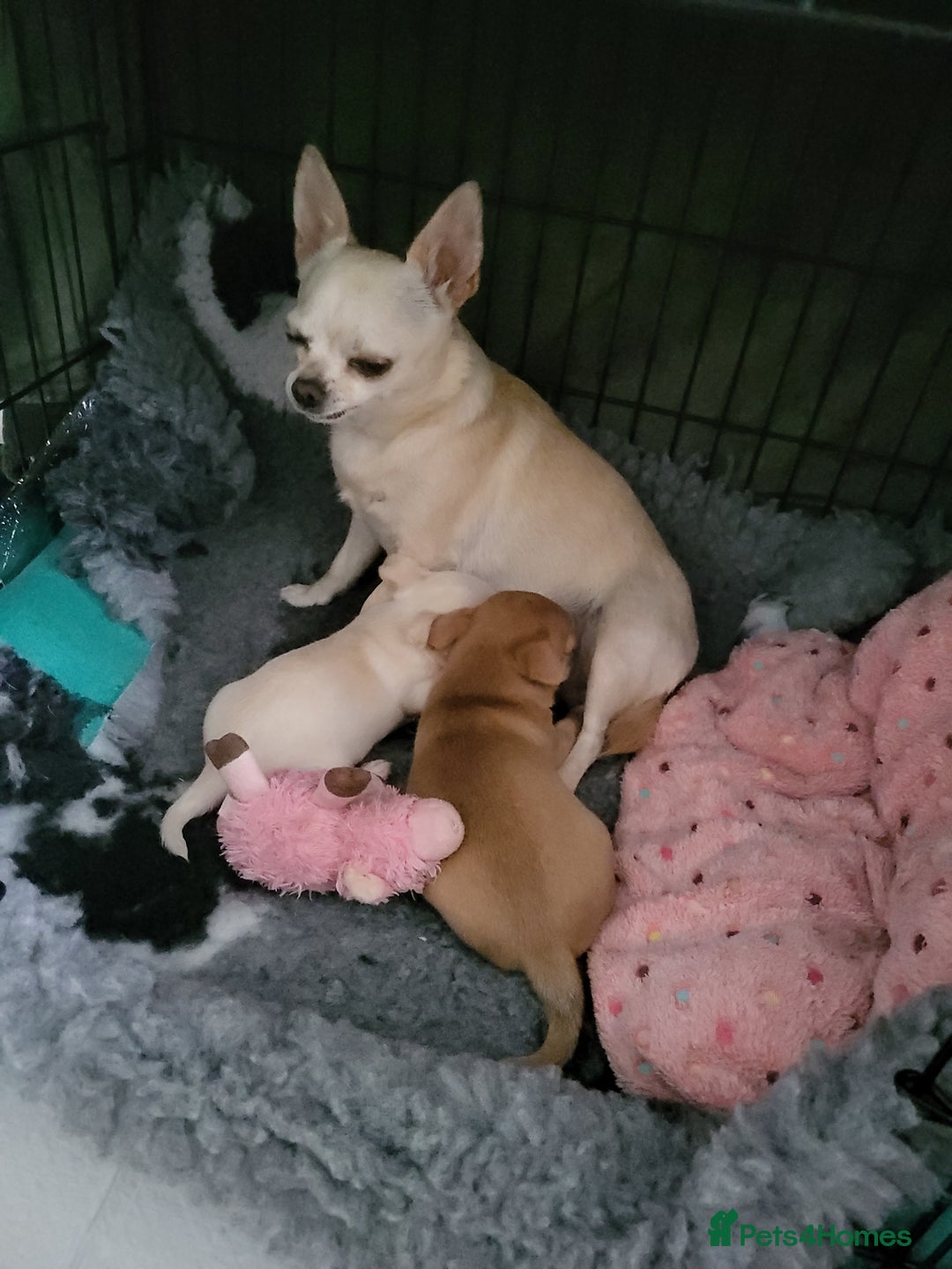 Chihuahua dogs for sale: Male chihuahua  - Image 9