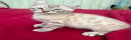 Keetso cats for sale: Superb very rare polydactyl curled eared keetsos  - Advert 22