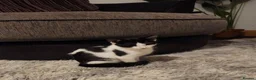 Mixed Breed cats for sale: Male and female kittens - Advert 4