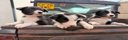 Border Collie dogs for sale: Beautiful male collie pups  - Advert 2