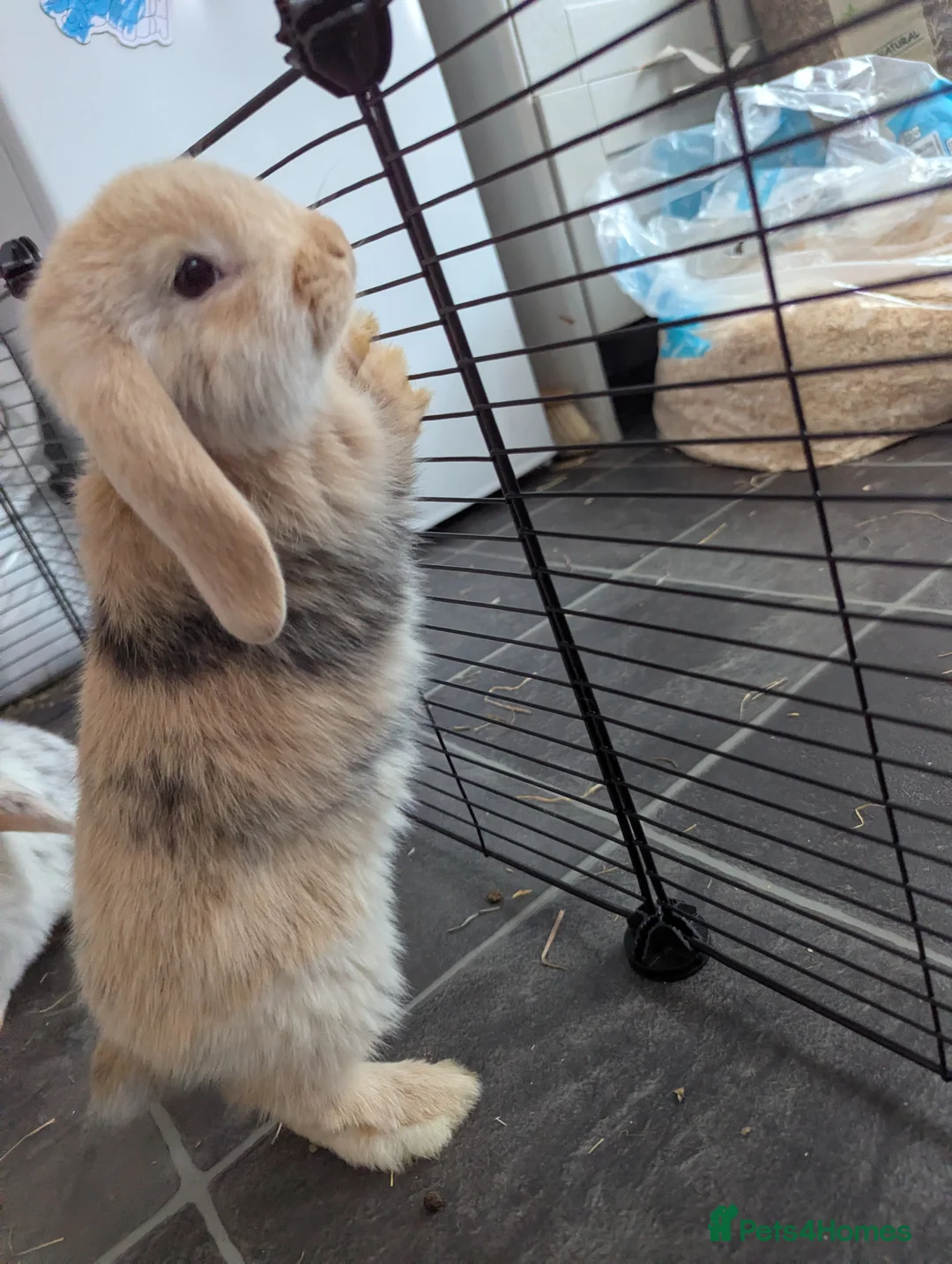 Mini Lop rabbits for sale: Mini Lop babies for sale £40 each - Advert 2
