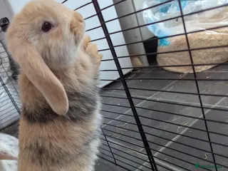 Mini Lop rabbits Mini Lop babies for sale £40 each - Advert 18