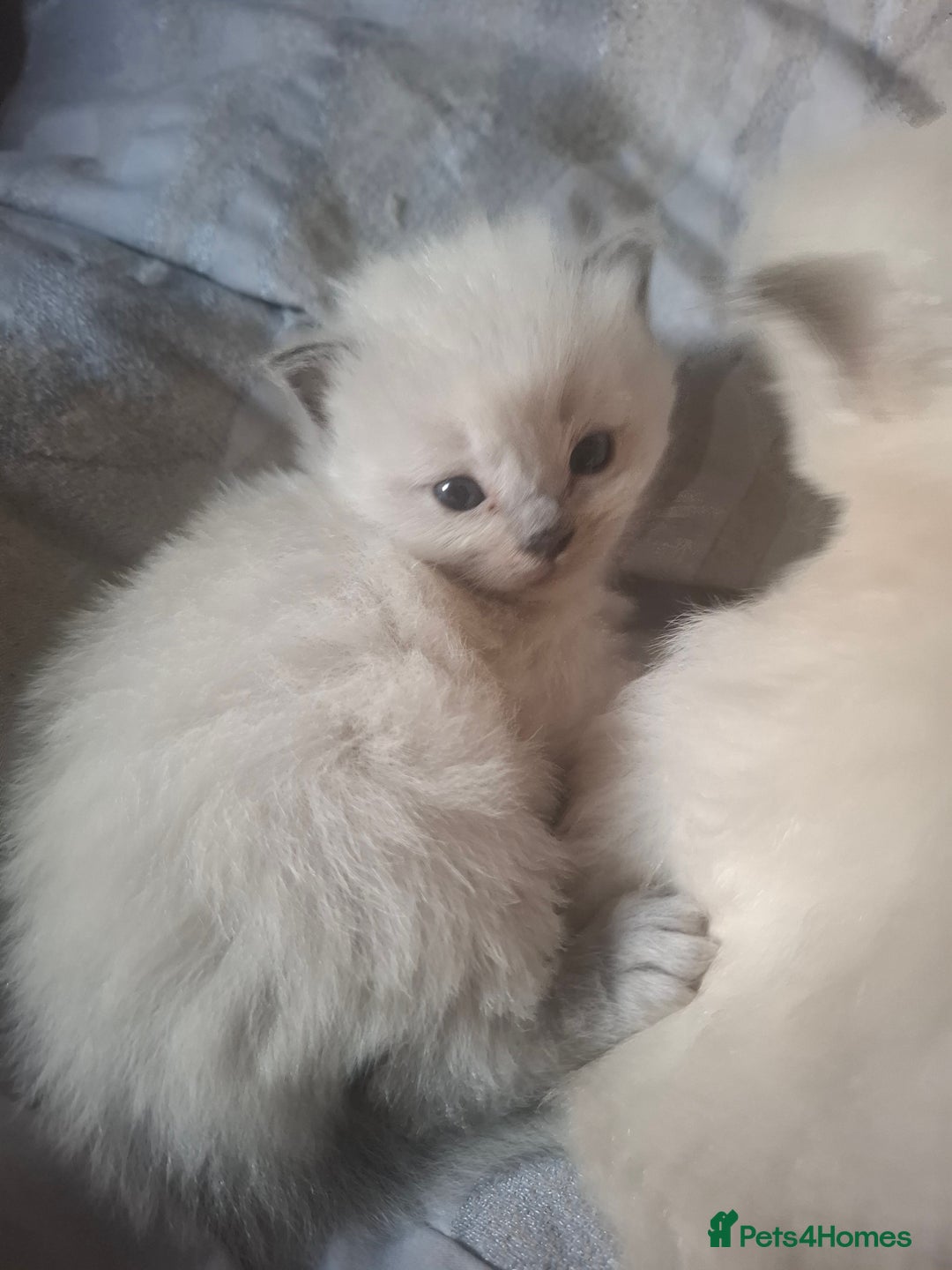 Ragdoll cats for sale: 🩵Blue Point KITTENS for sale!🩵 - Image 6