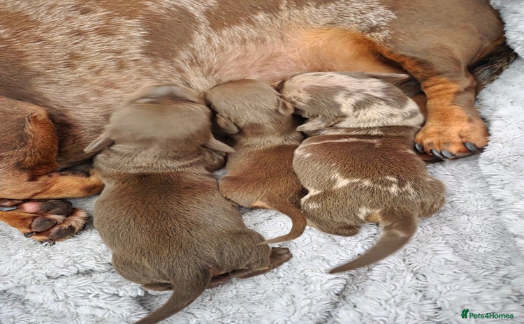 Miniature Dachshund dogs - Advert 15