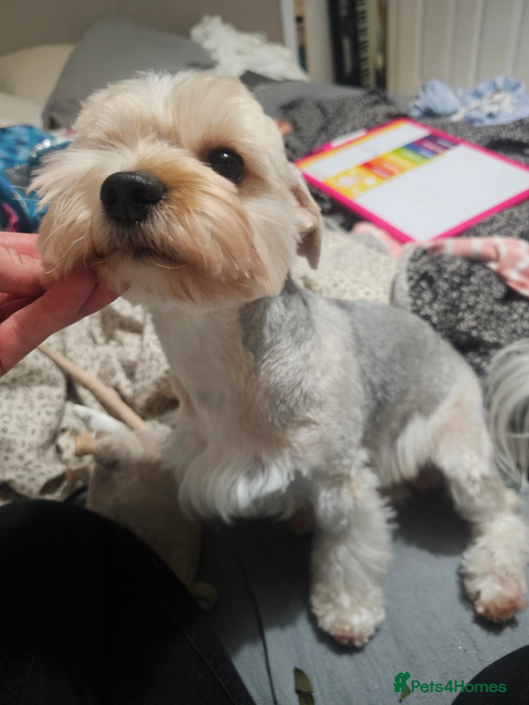 Yorkshire Terrier dogs for sale: Adorable Yorkshire Terrier Biewer Puppies Tricolor - Image 14
