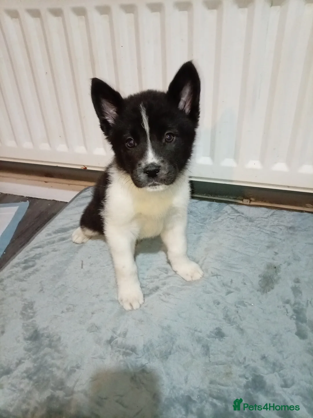Akita dogs for sale: American Akita puppies READY TO GO - Advert 3