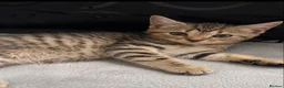 Siberian cats for sale: TeddyBear kittens for sale! (8 weeks) - Advert 1
