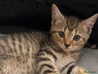 Siberian cats TeddyBear kittens for sale! (9 weeks) - Advert 1