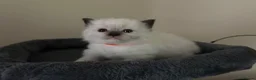 Ragdoll cats for sale: 🐾 Pure Ragdoll Kittens 🐾 in Exeter - Advert 9