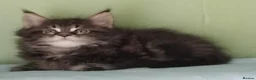 Maine Coon cats for sale: GCCF REGISTERED MAINE COON KITTENS FOR SALE  - Advert 9