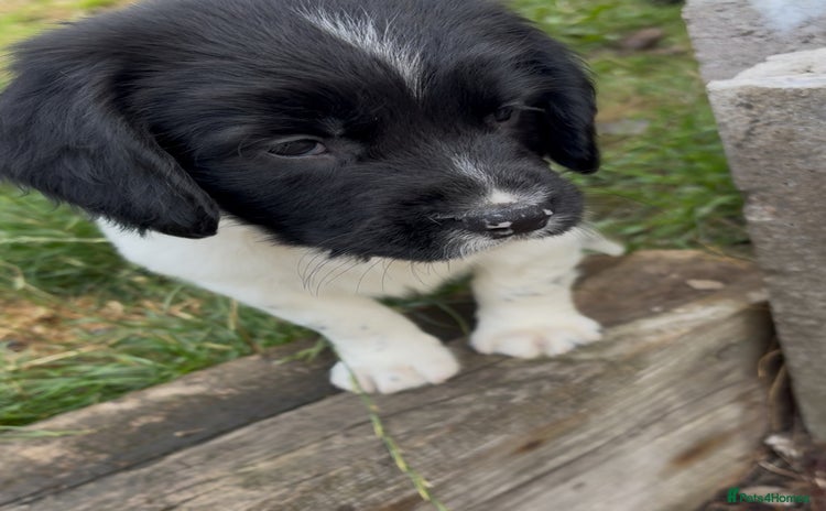 English Springer Spaniel dogs - Advert 1