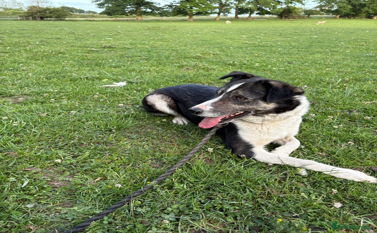 Border Collie dogs - Advert 2
