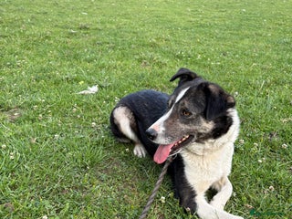 Border Collie dogs - Advert 18