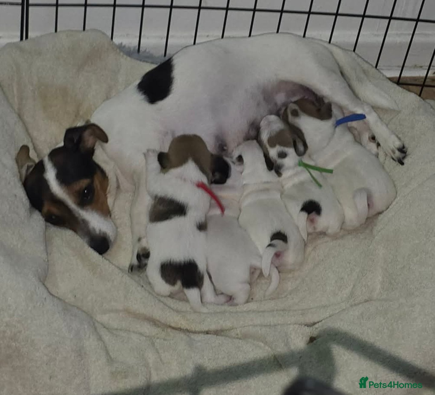 Jack Russell dogs 4 jack russell puppies - Advert 17