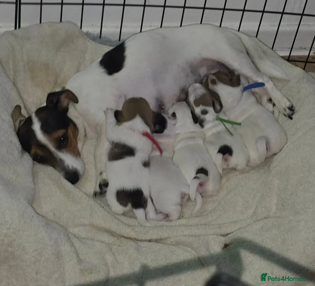 Jack Russell dogs for sale: 4 jack russell puppies in Newcastle upon Tyne - Advert 1
