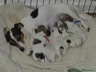 Jack Russell dogs 4 jack russell puppies - Advert 7