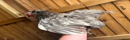 Chickens poultry for sale: Pekin bantams flock  - Advert 3