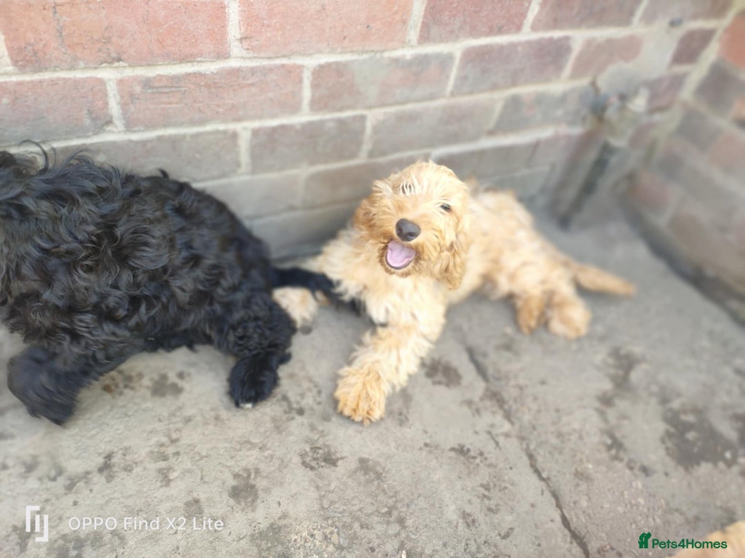 Cockapoo dogs for sale: 2 beautiful cockapoo desperate for forever homes  - Image 28