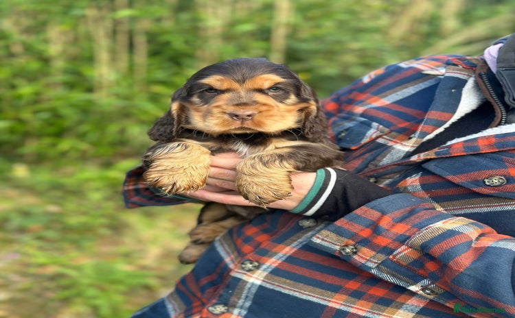 Cocker Spaniel dogs Health tested clear tan point show cocker puppies - Advert 3