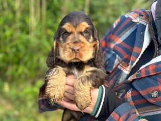 Cocker Spaniel dogs Health tested clear tan point show cocker puppies - Advert 1