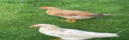 Chickens poultry for sale: 8 week old rooster free to a good home  - Advert 6