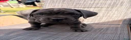Cane Corso dogs for sale: Cane corso puppies for sale - Advert 19