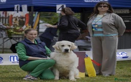 Golden Retriever dogs for stud: *Fully DNA clear, A/A 0/0, KC show lines for stud* - Image 5