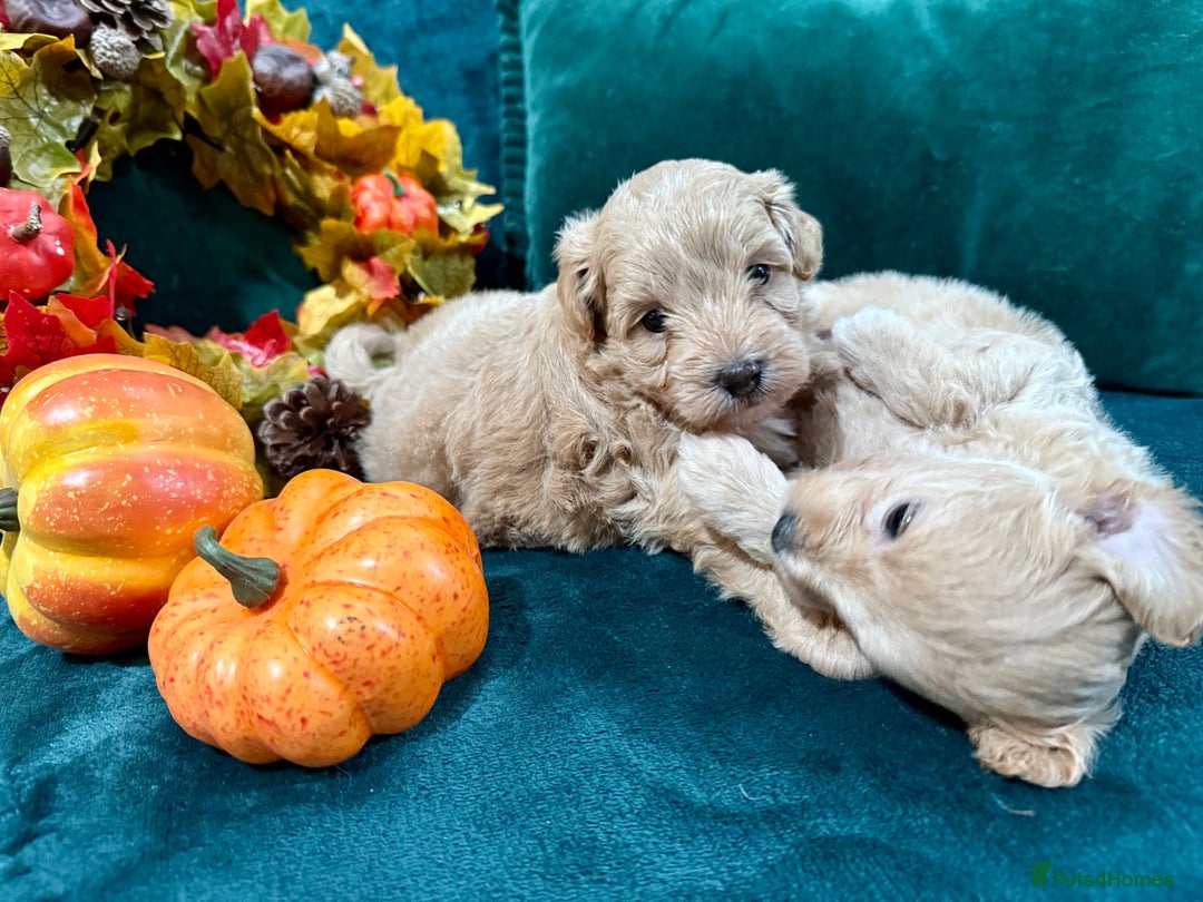 Maltipoo dogs for sale: F1 Beautiful Maltipool Puppies - Advert 18