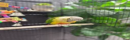 Conures birds for sale: Semi tame young conure with cage in Manchester - Advert 8
