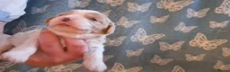 Cavachon dogs for sale: Beautiful f1 cavachons  - Advert 8