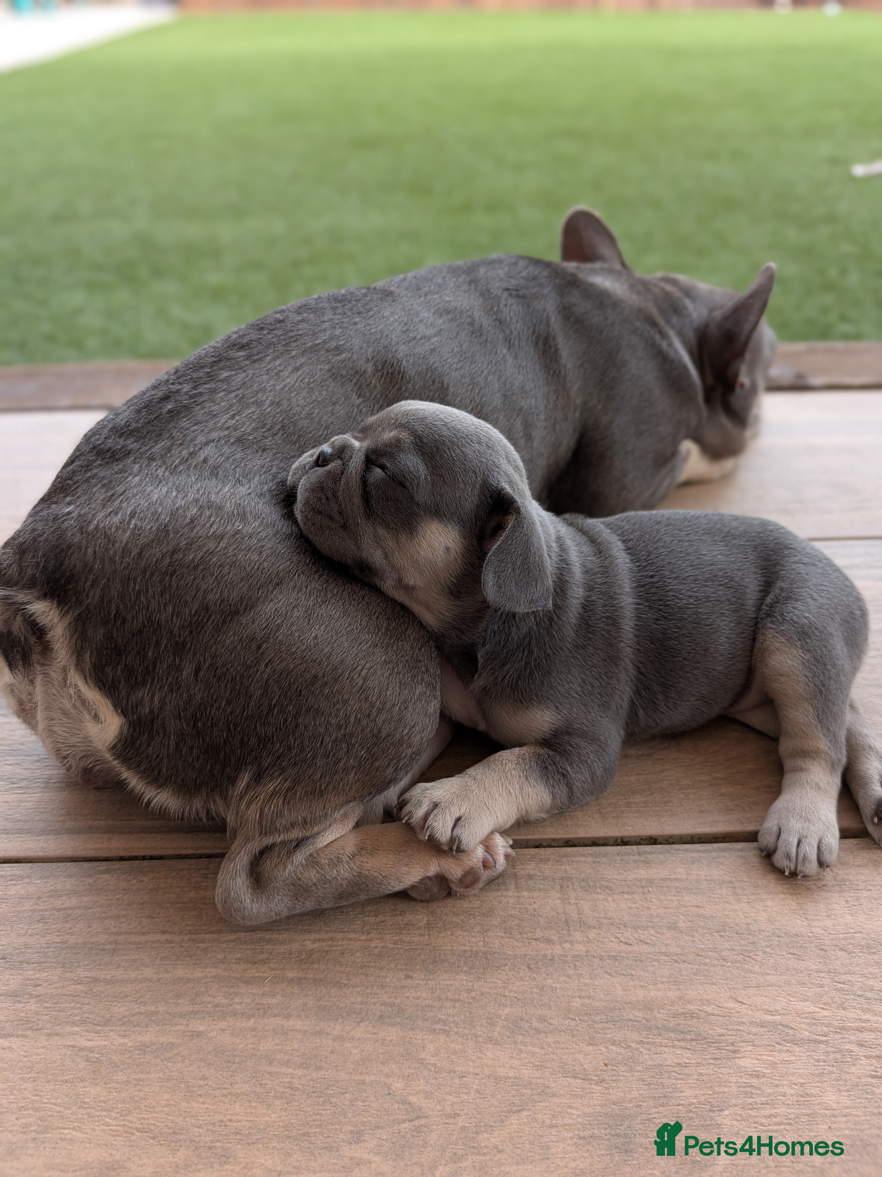 French Bulldog dogs French bulldog puppies  - Advert 2