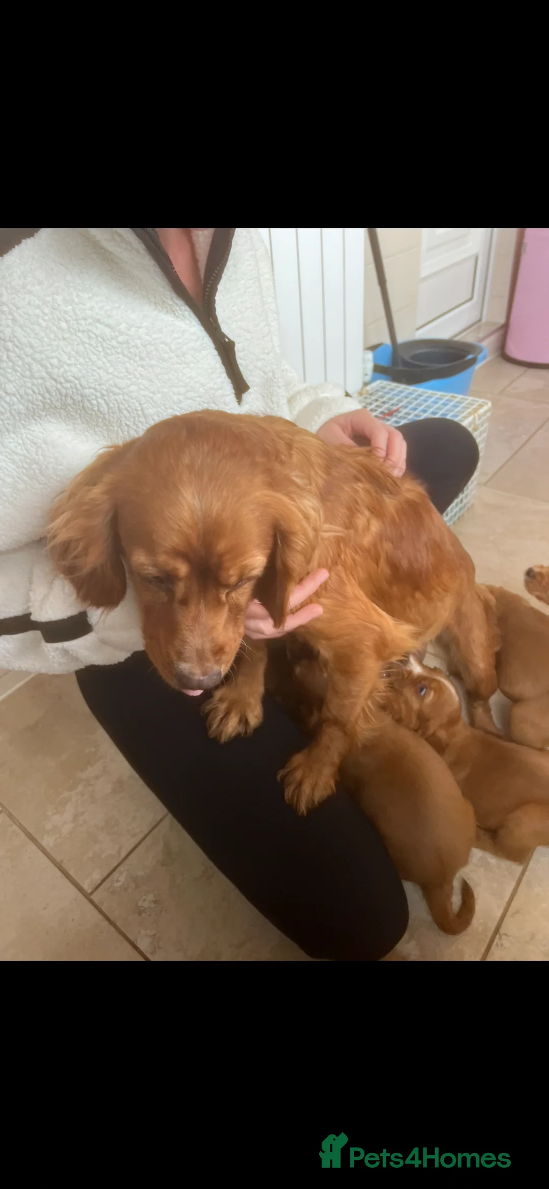 Cocker Spaniel dogs for sale: Cocker spaniel puppies in Gloucester - Advert 2