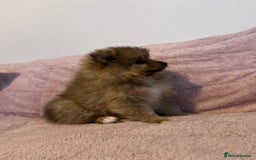 Pomeranian dogs for sale: 2 beautiful Pomeranian Puppy’s  - Image 12