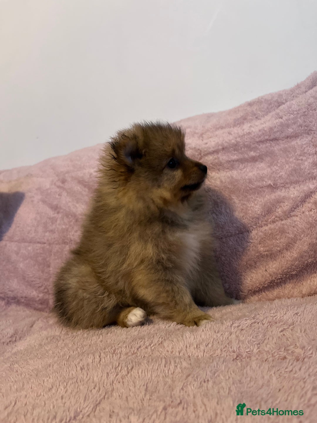 Pomeranian dogs for sale: 2 beautiful Pomeranian Puppy’s  - Image 12