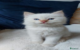 Siamese cats for sale: Ready to Leave Flame Point Siamese Kittens - Image 4