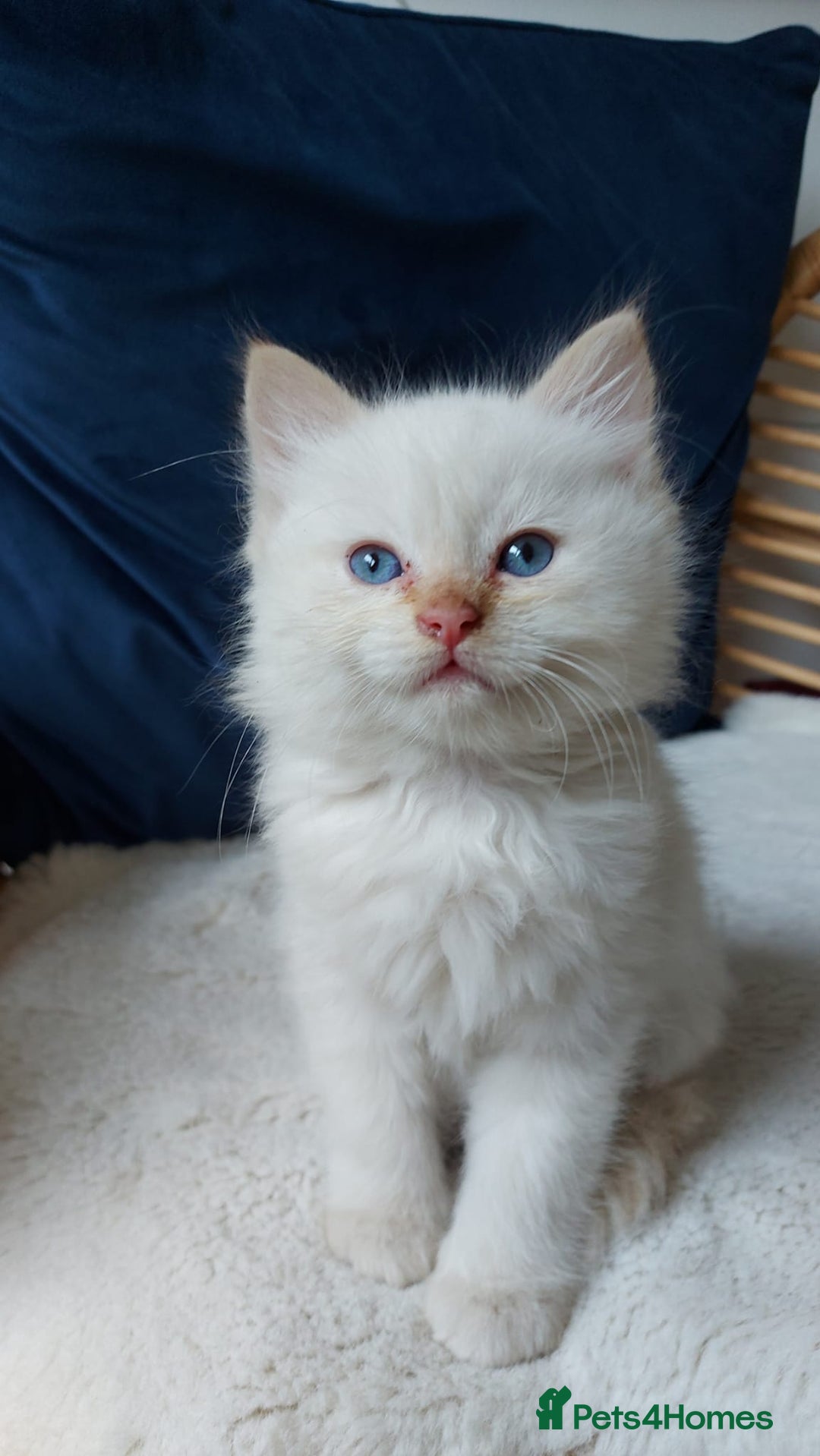 Siamese cats for sale: Ready to Leave Flame Point Siamese Kittens - Image 4