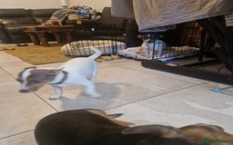 Jack Russell dogs for sale: Pure Jack russell puppies. Ultra-Rare colored.  - Advert 33