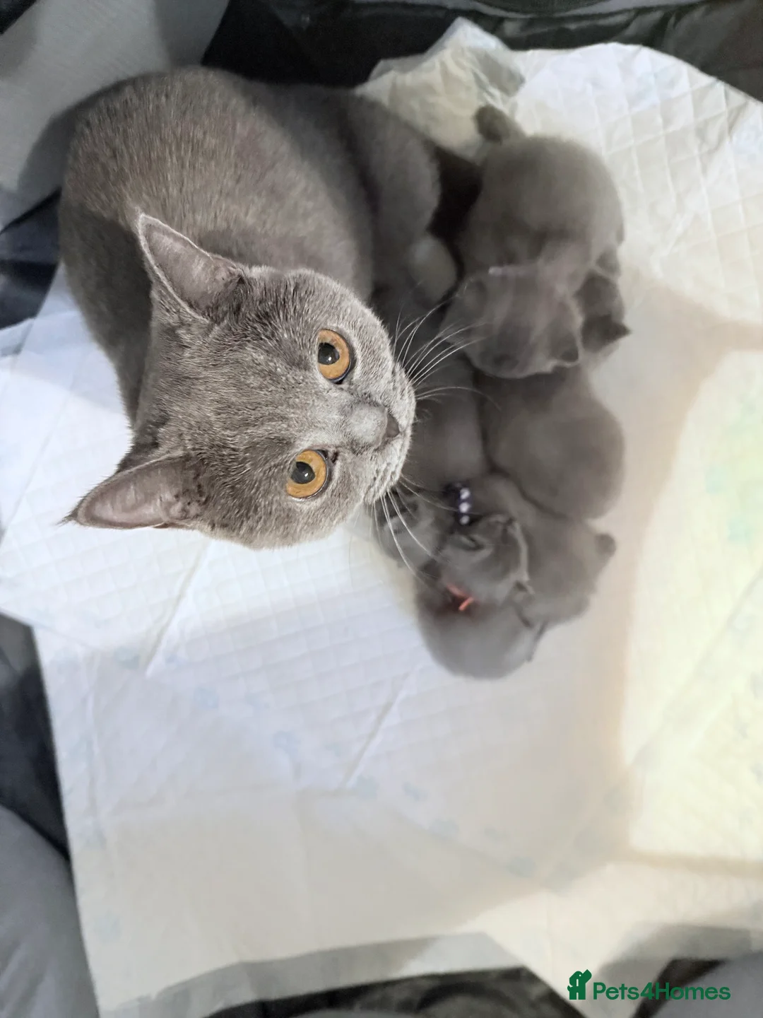 British Shorthair cats for sale: 100% Pure Pedigree Champion line Bsh Reg. Kittens - Advert 29