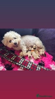 Cavapoo dogs ❤️ F1 Poochons fully health tested parents 🥰 - Advert 10