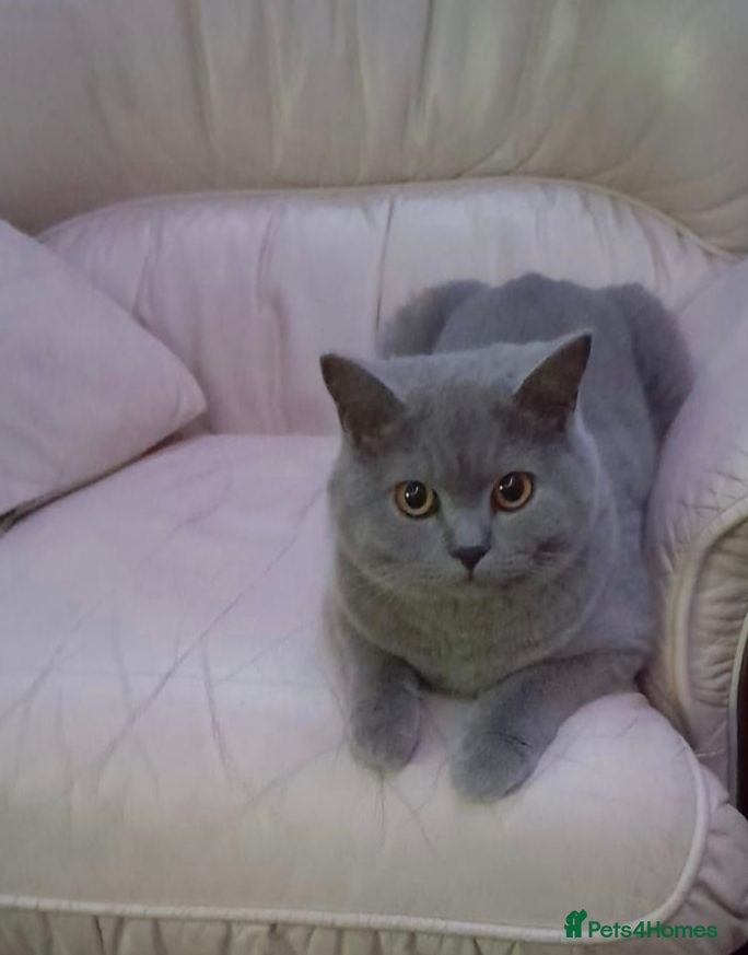 British Shorthair cats Beautiful Lilac Female British Shorthair 💜🐾 - Advert 1
