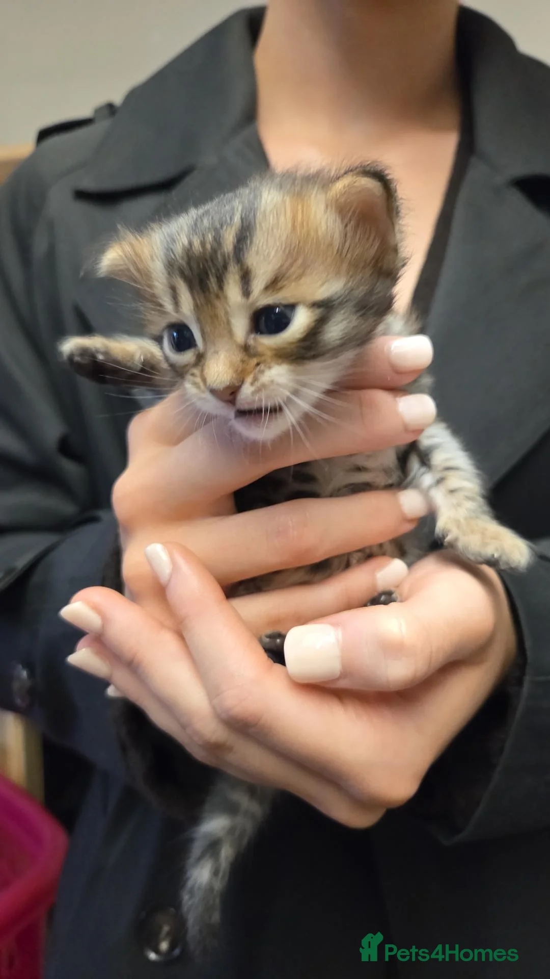 Bengal cats for sale: CASHMERE BENGAL BOY TICA REGISTERED  - Advert 2
