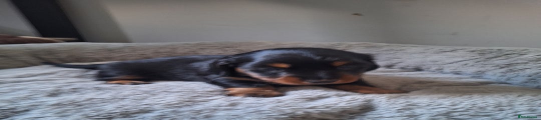 Dachshund Puppy 3 fluffy black and tan boy