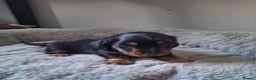 Dachshund dogs for sale: Three beautiful tweenie Dachshund puppies for sale - Advert 4