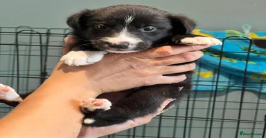 Mixed Breed dogs - Advert 11