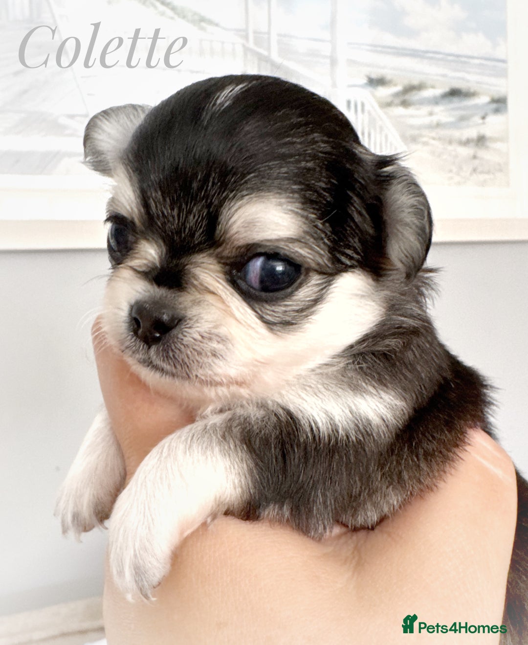 Chihuahua dogs for sale: KC rare husky marking chihuahua puppies Thai lines - Image 21