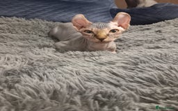 Sphynx cats for sale: Health checked fully vaccinated amazing kittens  - Image 23